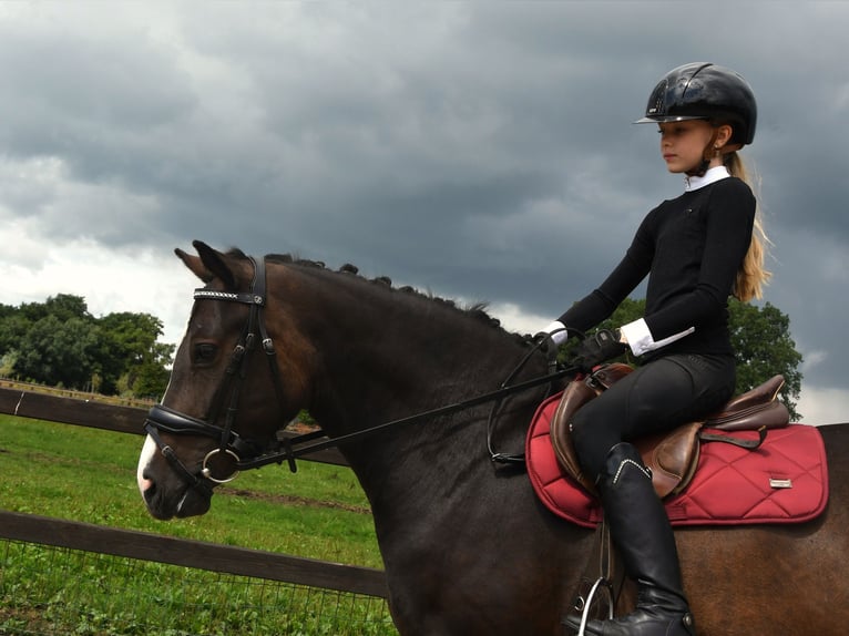 NRPS Jument 3 Ans 139 cm Bai brun foncé in Markelo