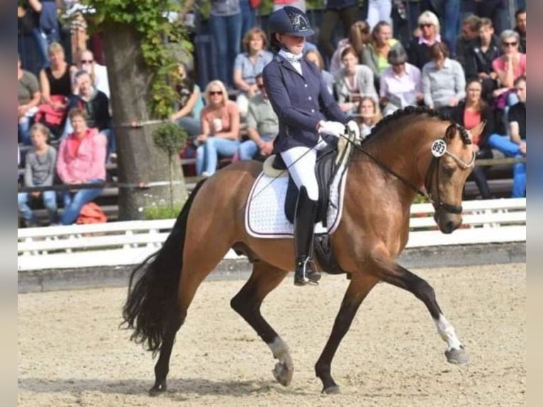 NRPS Jument 3 Ans 139 cm Bai brun foncé in Markelo