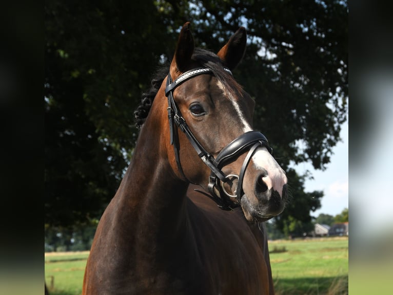 NRPS Jument 3 Ans 139 cm Bai brun foncé in Markelo