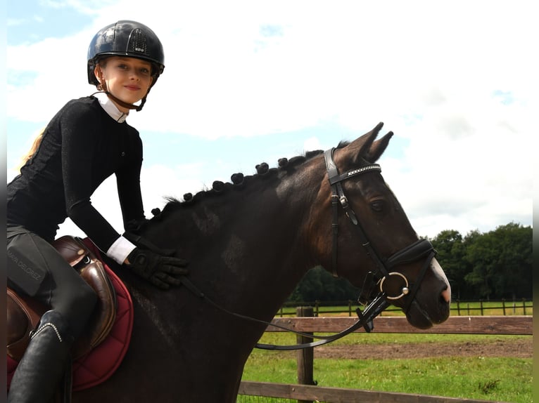 NRPS Jument 3 Ans 139 cm Bai brun foncé in Markelo