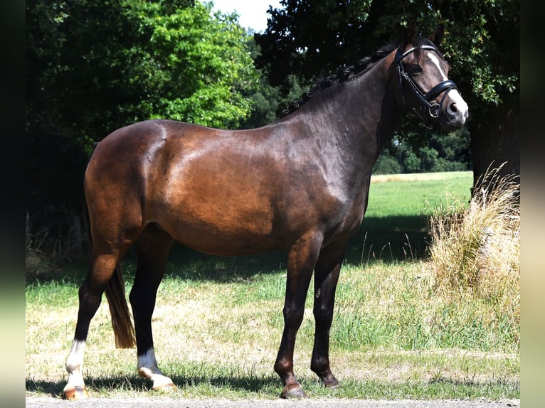 NRPS Jument 3 Ans 139 cm Bai brun foncé in Markelo
