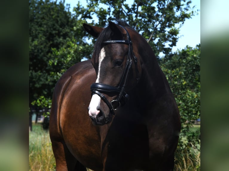 NRPS Jument 3 Ans 139 cm Bai brun foncé in Markelo