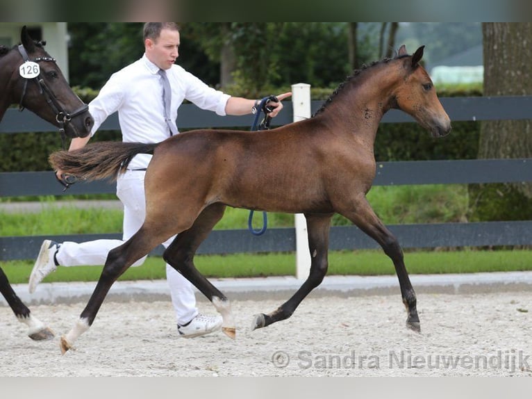 NRPS Jument 3 Ans 143 cm Bai in Gelselaar