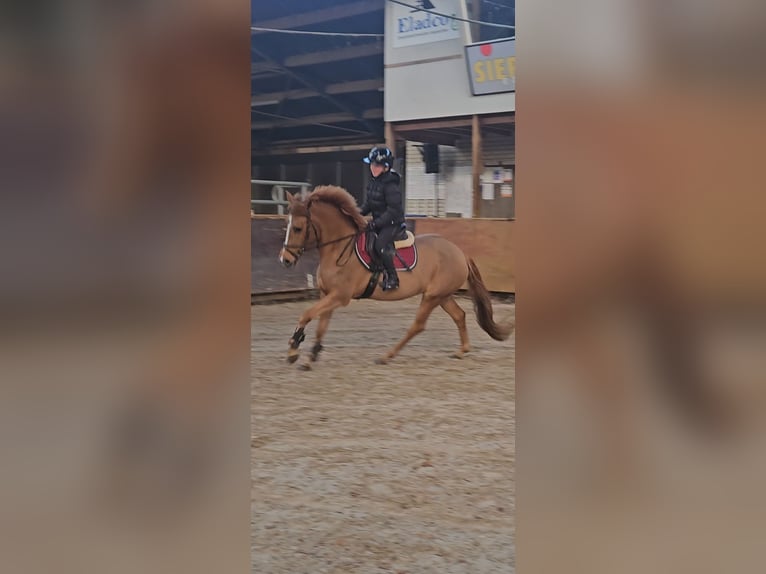 NRPS Jument 3 Ans 144 cm Alezan in Nieuw-Buinen