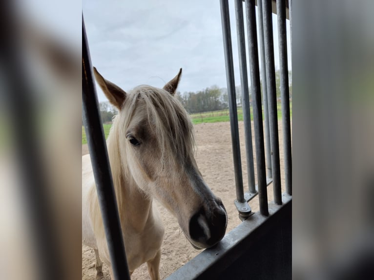 NRPS Jument 3 Ans 153 cm Palomino in Dwingeloo