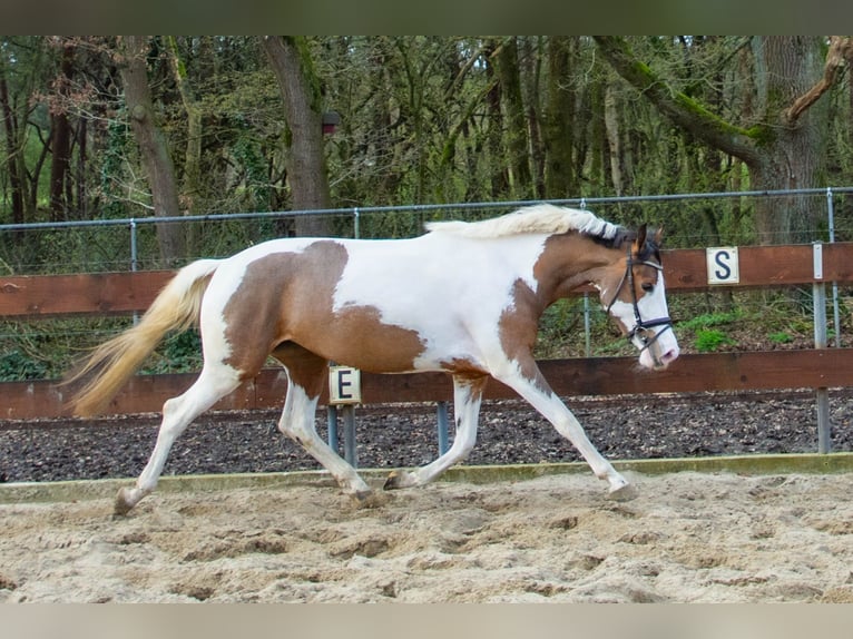 NRPS Jument 3 Ans 153 cm Pinto in Oss