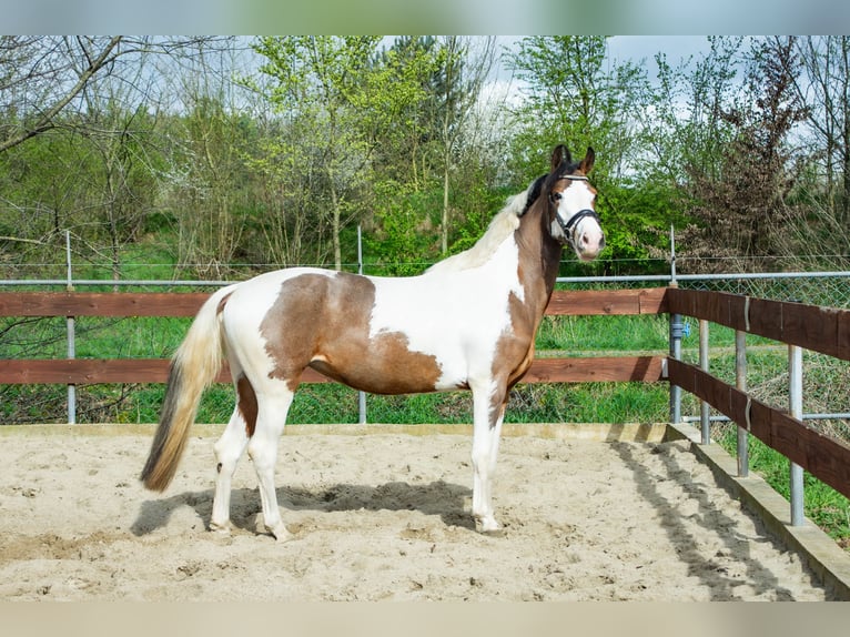 NRPS Jument 3 Ans 153 cm Pinto in Oss