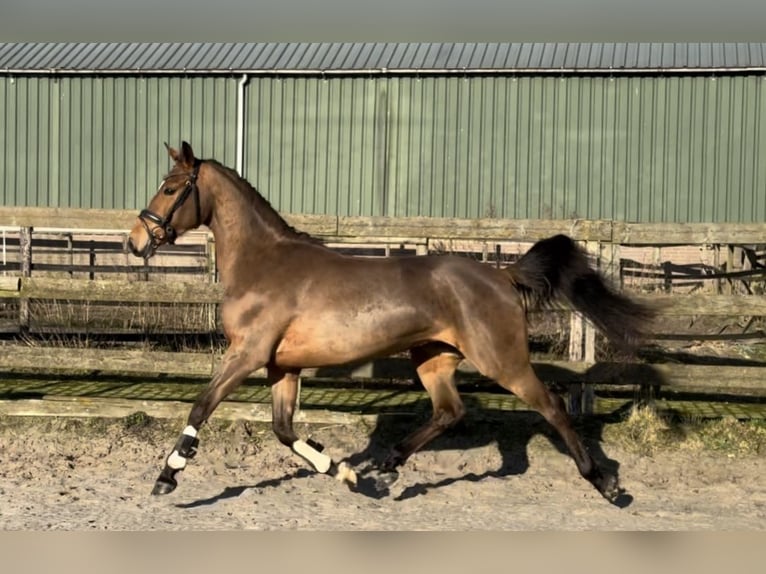 NRPS Jument 3 Ans 154 cm Bai in Barneveld