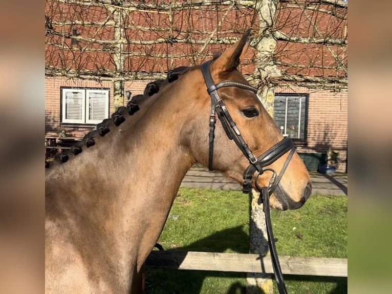 NRPS Jument 3 Ans 154 cm Bai in Barneveld