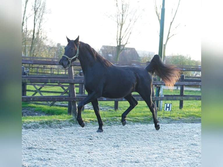 NRPS Jument 3 Ans 160 cm Noir in Groningen