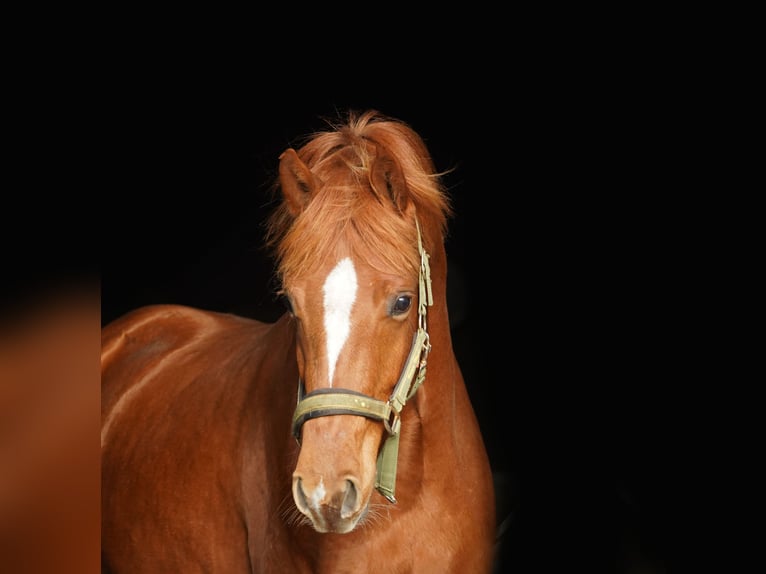 NRPS Jument 3 Ans 160 cm Noir in Groningen