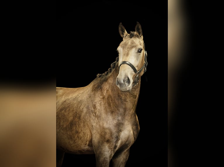 NRPS Jument 3 Ans 165 cm Buckskin in Tholen