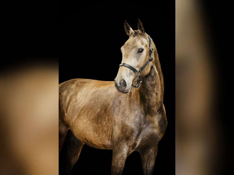 NRPS Jument 3 Ans 165 cm Buckskin in Tholen