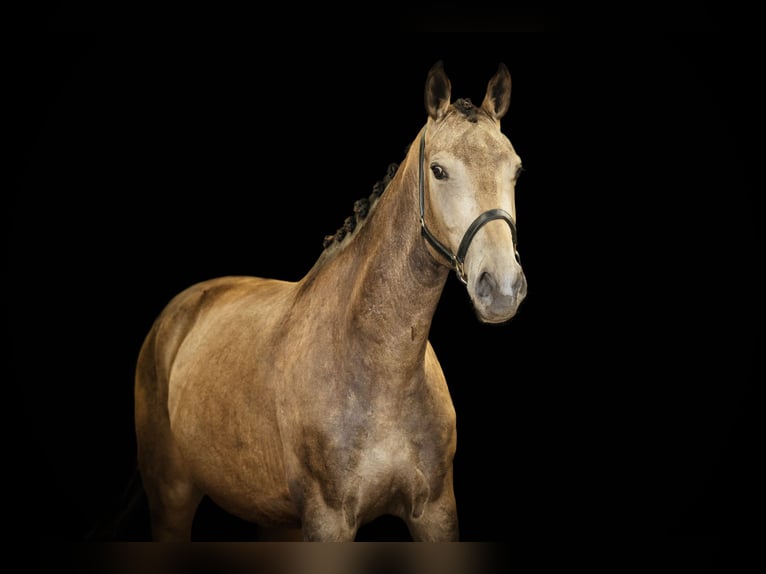 NRPS Jument 3 Ans 165 cm Buckskin in Tholen