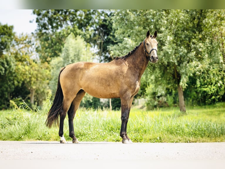 NRPS Jument 3 Ans 165 cm Buckskin in Tholen