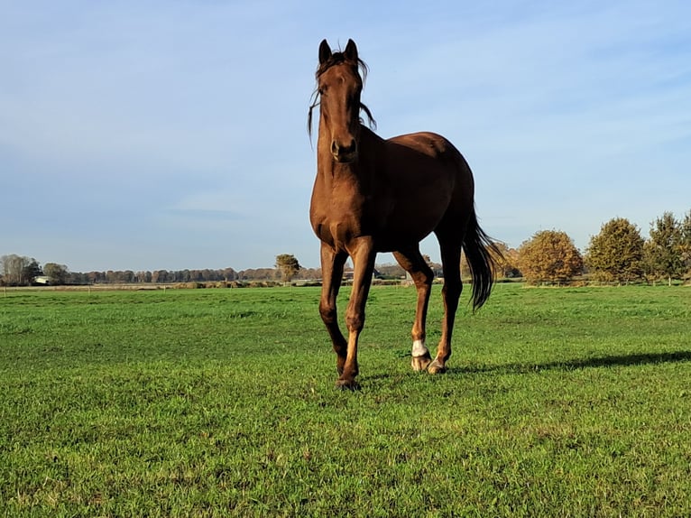 NRPS Jument 3 Ans 166 cm Alezan in Dalerveen