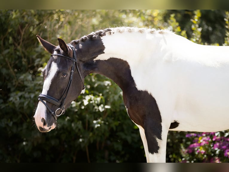 NRPS Jument 3 Ans 174 cm Pinto in Zundert