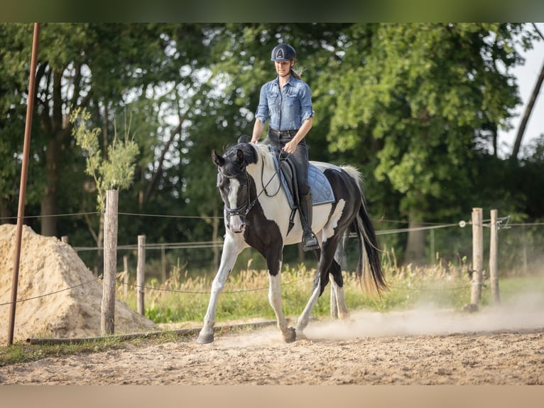 NRPS Jument 3 Ans 174 cm Pinto in Zundert