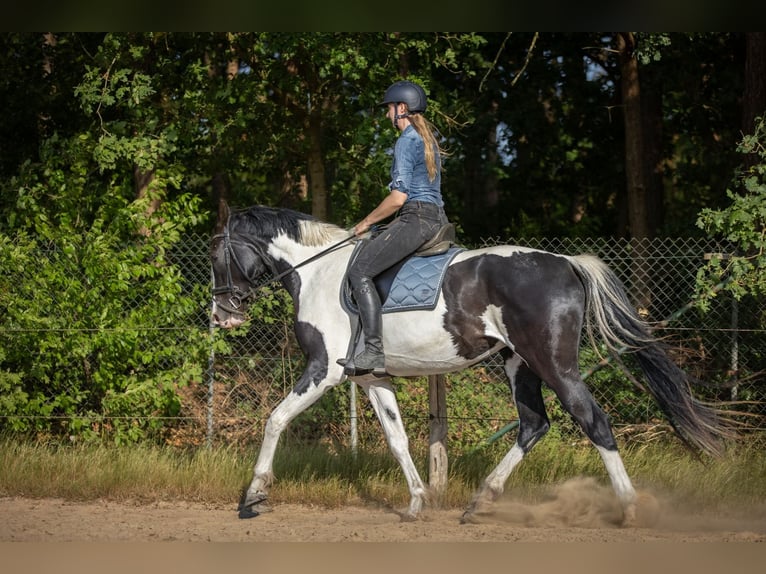 NRPS Jument 3 Ans 174 cm Pinto in Zundert