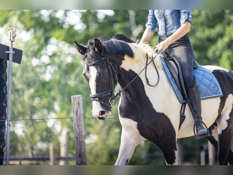 NRPS Jument 3 Ans 174 cm Pinto in Zundert