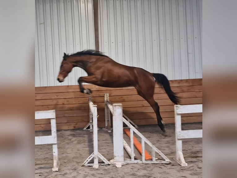 NRPS Jument 3 Ans in Den Ham