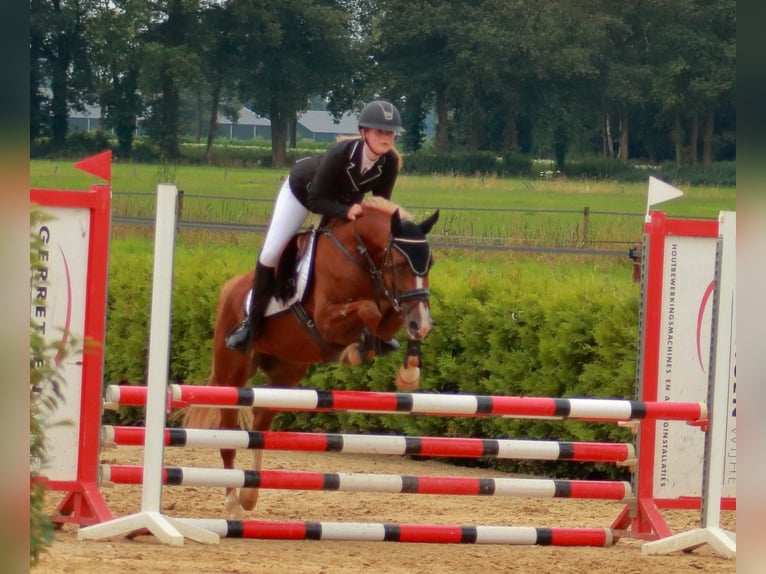 NRPS Jument 4 Ans 145 cm Alezan in Wilsum