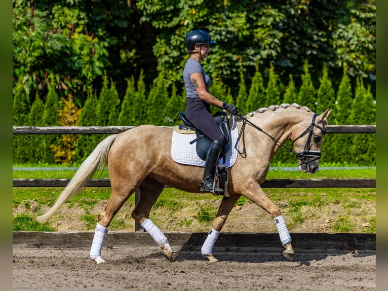 NRPS Jument 4 Ans 152 cm Palomino in Biddinghuizen