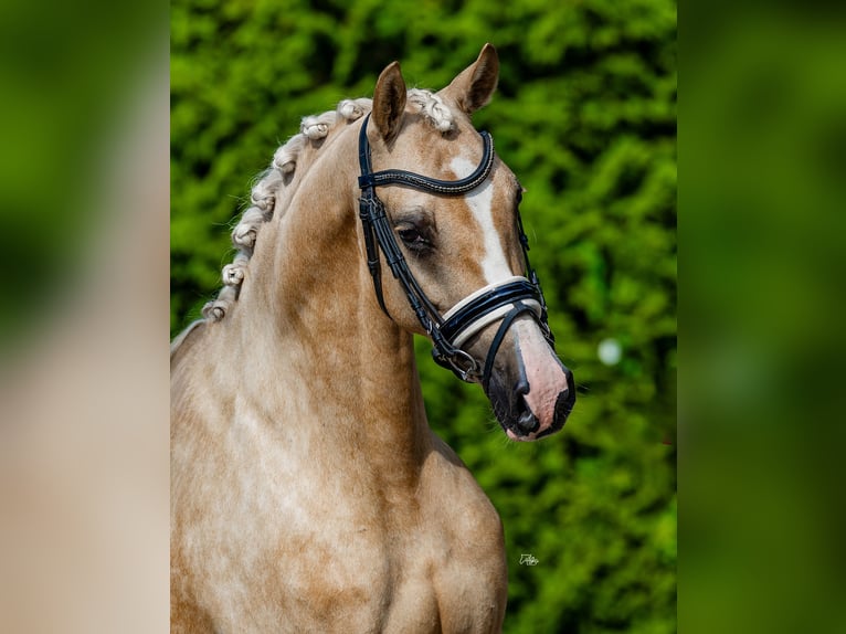 NRPS Jument 4 Ans 152 cm Palomino in Biddinghuizen