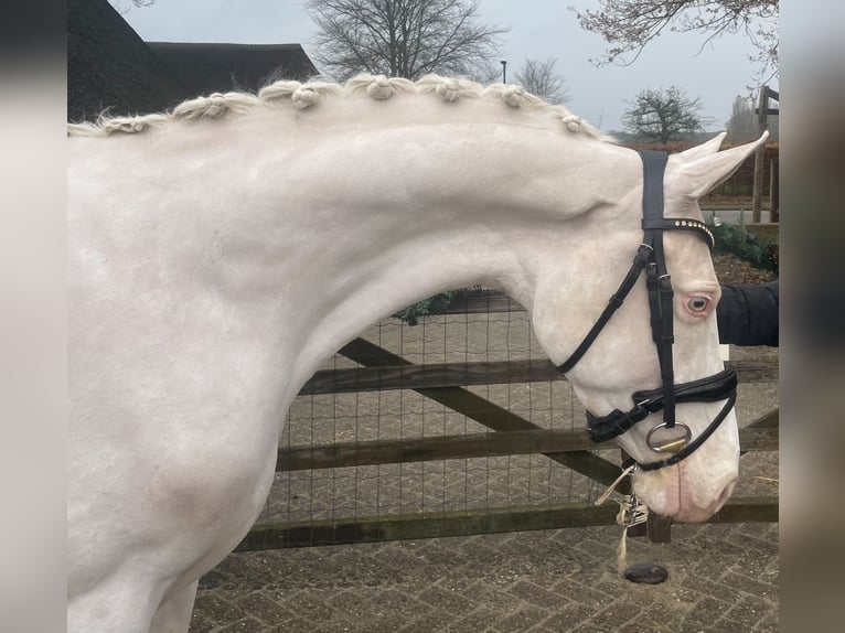 NRPS Jument 4 Ans 153 cm Cremello in Helvoirt