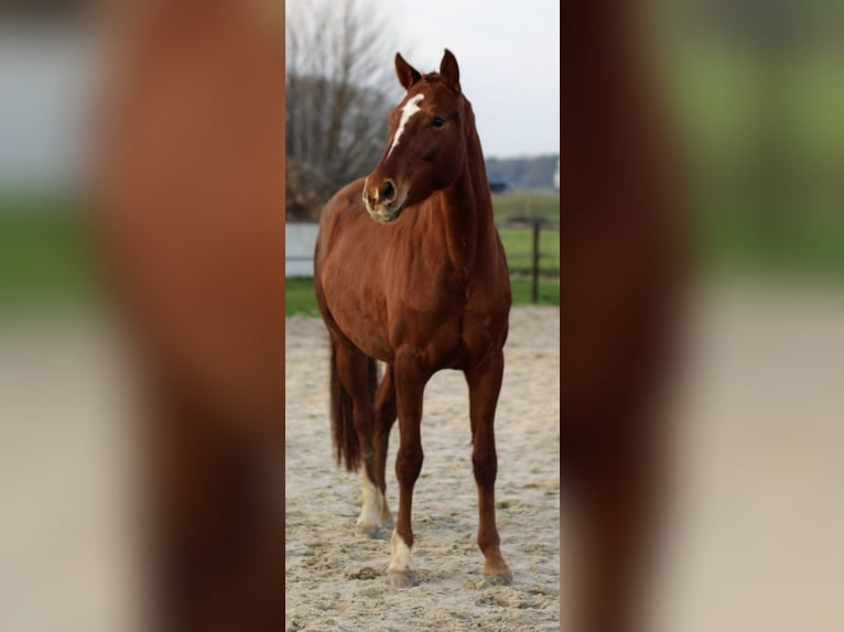 NRPS Jument 4 Ans 160 cm Alezan in Epe