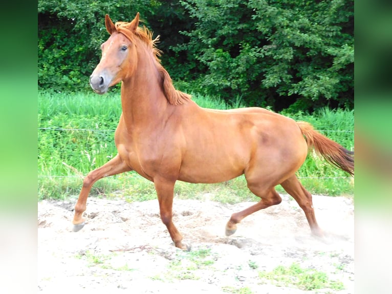 NRPS Jument 4 Ans 165 cm Alezan in Wormer