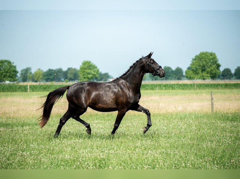 NRPS Jument 4 Ans 165 cm Bai brun in Almkerk