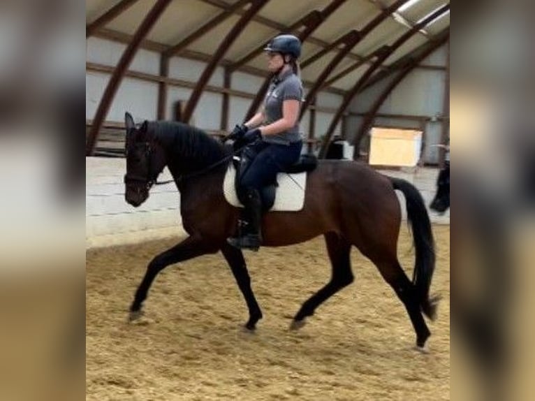 NRPS Jument 4 Ans 165 cm Bai brun in Wuppertal