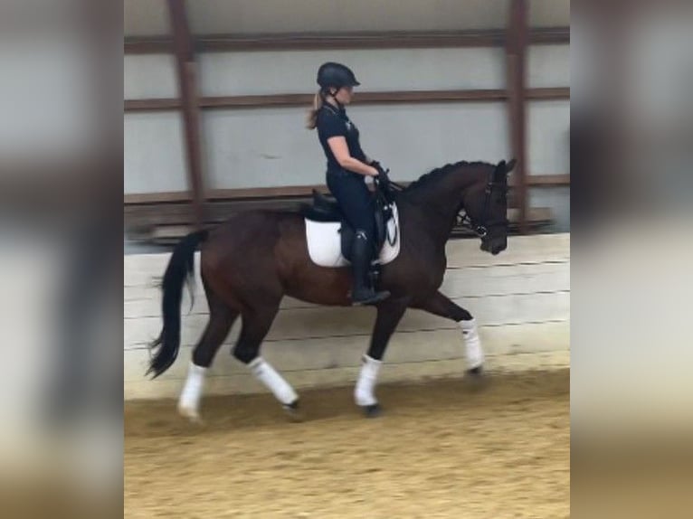 NRPS Jument 4 Ans 165 cm Bai brun in Wuppertal