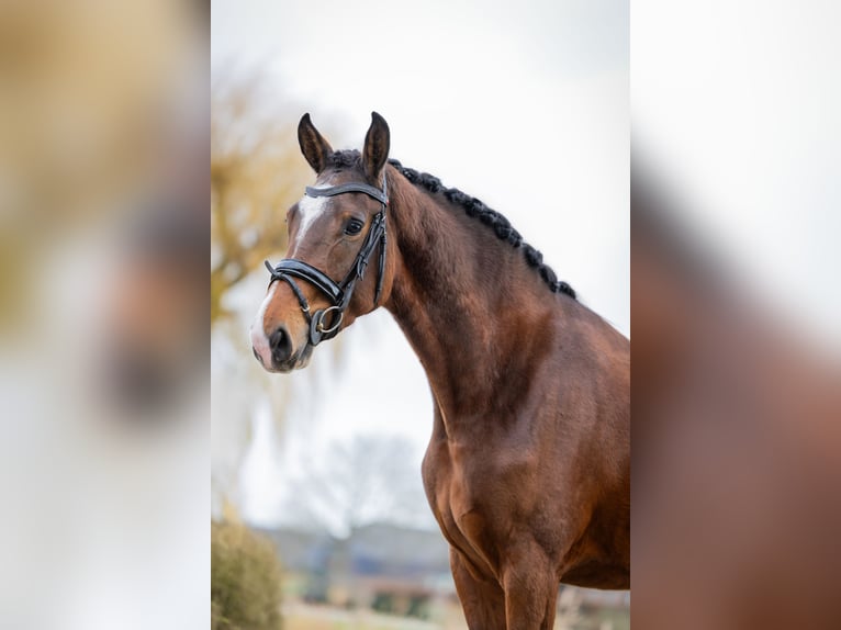 NRPS Jument 4 Ans 166 cm Bai in Culemborg