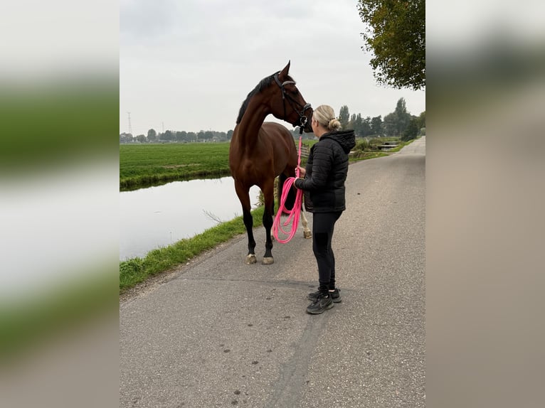 NRPS Jument 4 Ans 166 cm Bai in Lekkerkerk
