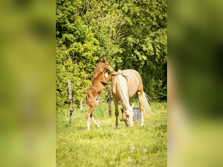 NRPS Jument 4 Ans 167 cm Palomino in Tholen