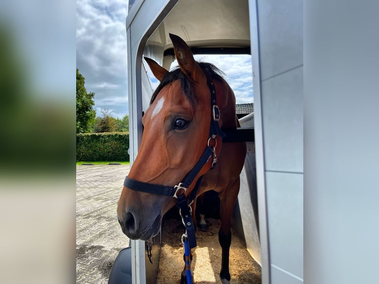 NRPS Jument 5 Ans 142 cm Bai in Hattemerbroek