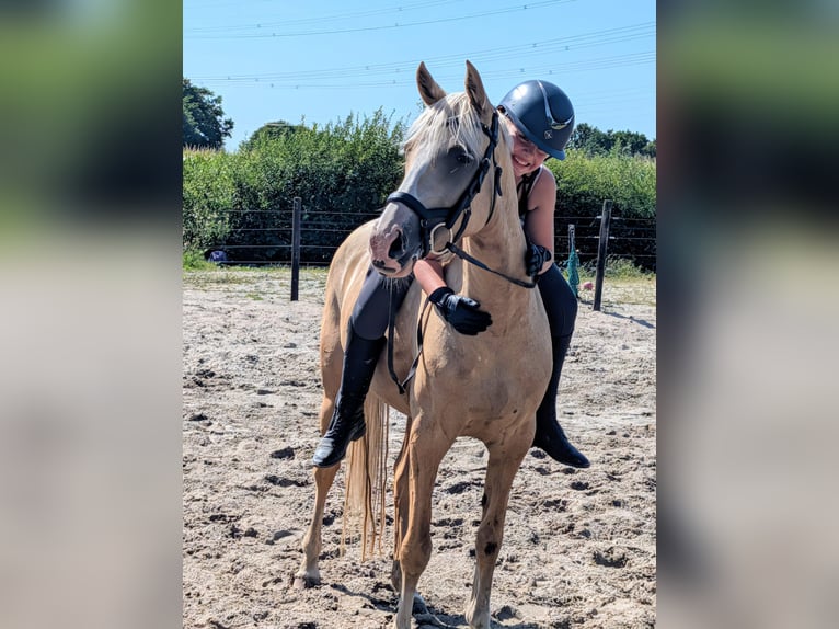 NRPS Jument 5 Ans 142 cm Palomino in Wachtum