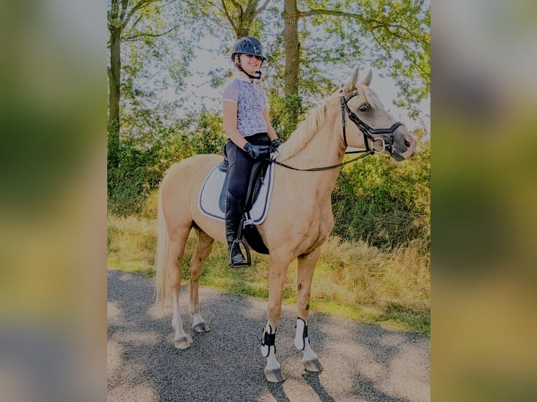 NRPS Jument 5 Ans 142 cm Palomino in Wachtum