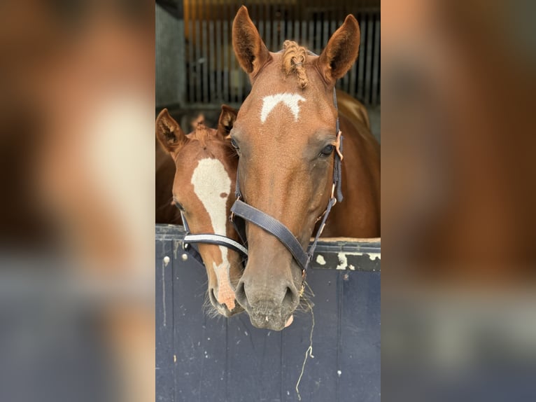 NRPS Jument 5 Ans 143 cm Alezan in sint michielsgestel