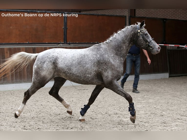 NRPS Jument 5 Ans 147 cm Léopard in Kaatsheuvel