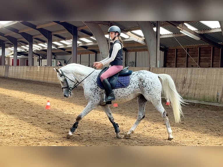 NRPS Jument 5 Ans 147 cm Léopard in Kaatsheuvel