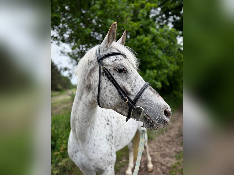 NRPS Jument 5 Ans 147 cm Léopard in Kaatsheuvel