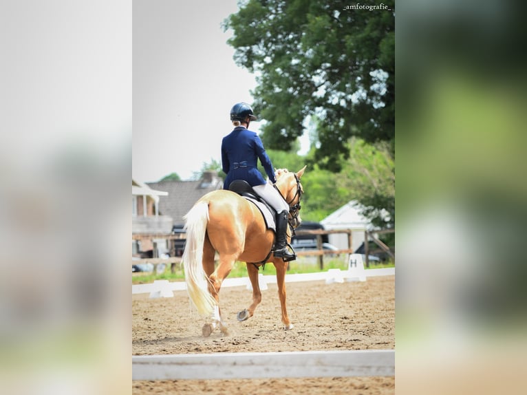 NRPS Jument 5 Ans 147 cm Palomino in Lijnden
