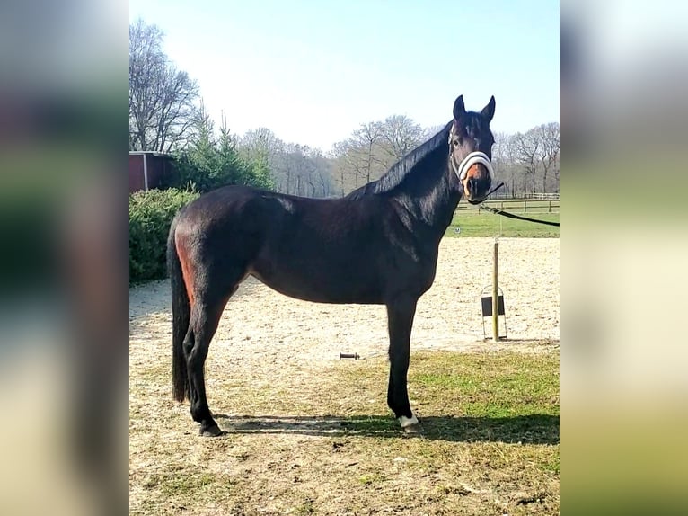 NRPS Jument 5 Ans 148 cm Bai brun foncé in Dörpen