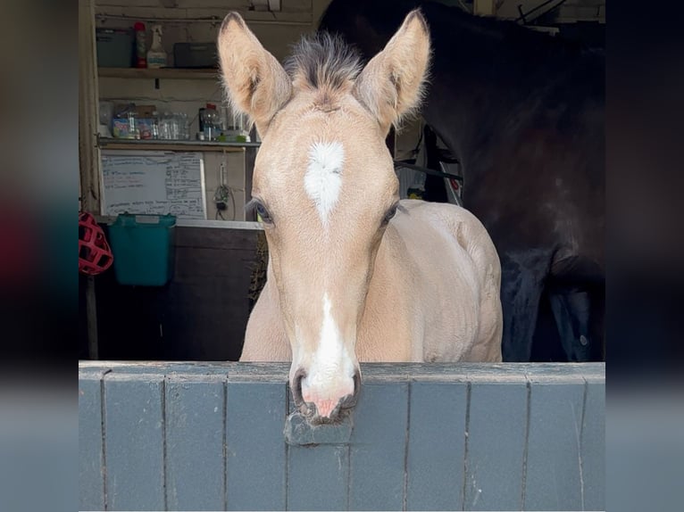 NRPS Jument 5 Ans 150 cm Alezan brûlé in Zwartewaal