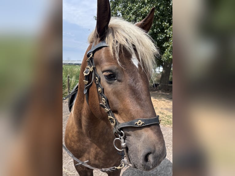 NRPS Jument 5 Ans 150 cm Alezan brûlé in Zwartewaal