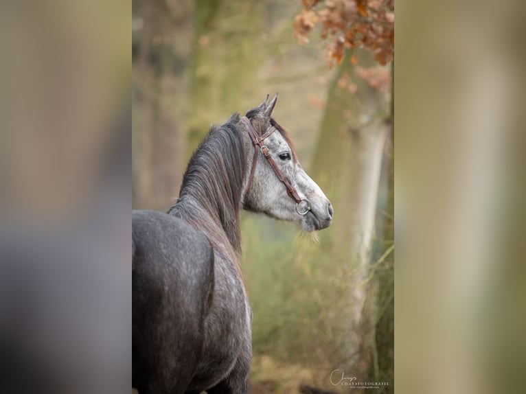 NRPS Jument 5 Ans 150 cm Gris noir in Streefkerk