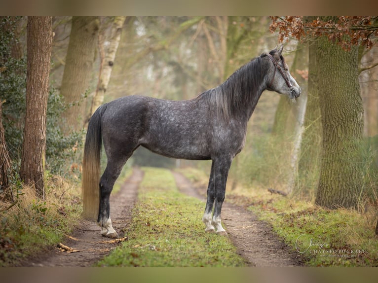 NRPS Jument 5 Ans 150 cm Gris noir in Streefkerk